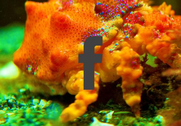 Facebook Icon Deep Bay