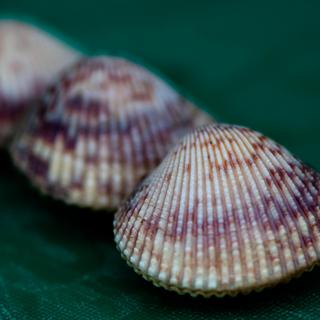 Basket Cockles