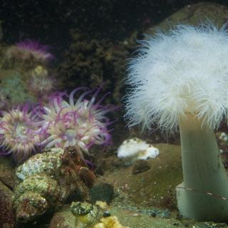 Anenome and hermit crab