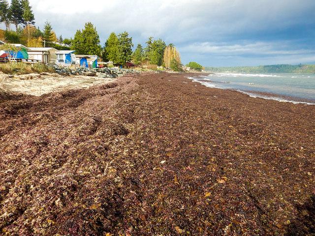 Monitoring seaweed: Deep Bay
