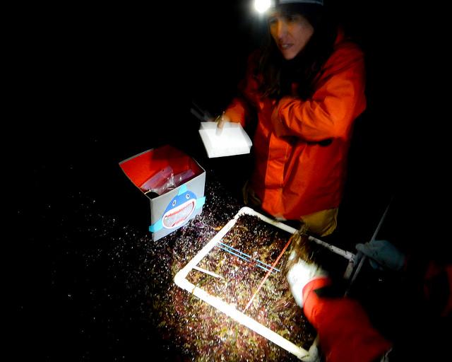 Monitoring seaweed: Deep Bay